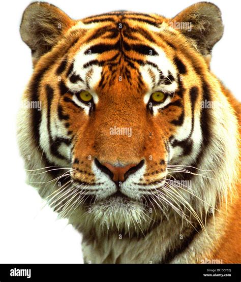 Tiger Head